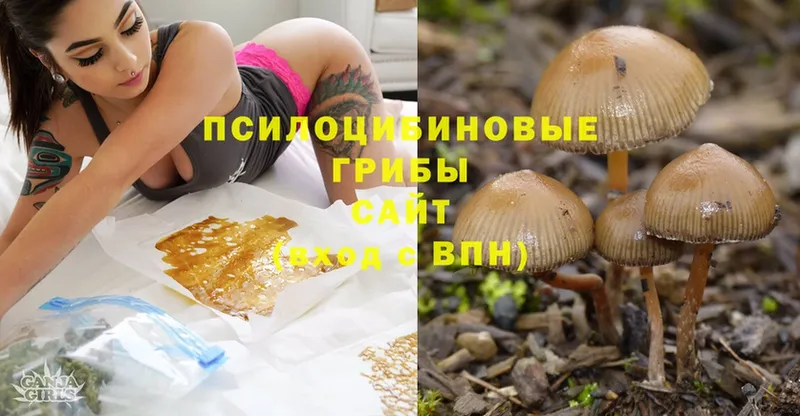 мориарти состав  Белёв  Галлюциногенные грибы Cubensis  как найти наркотики 